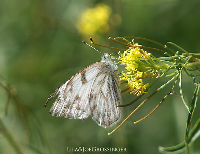 Butterfly Checkered White
