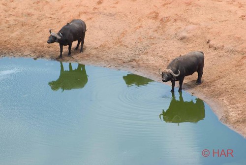 game buffalo nikon kenya reserve safari tsavo d80