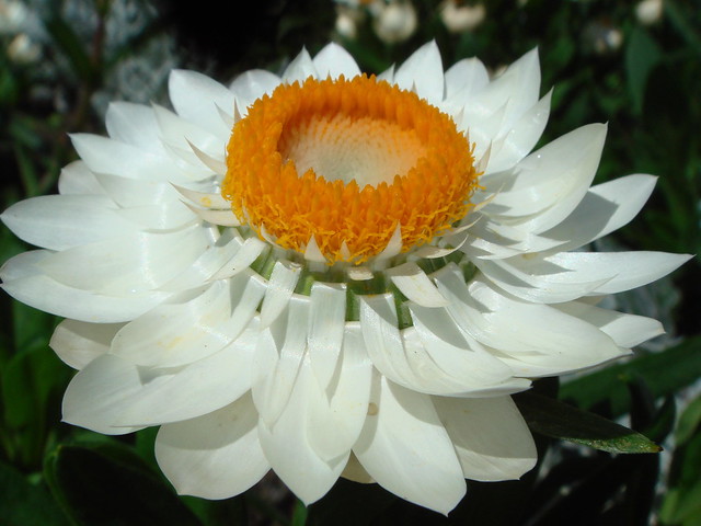 White flower from Mainau Island...