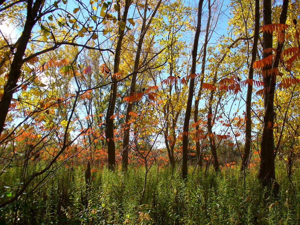 nature | Flickr
