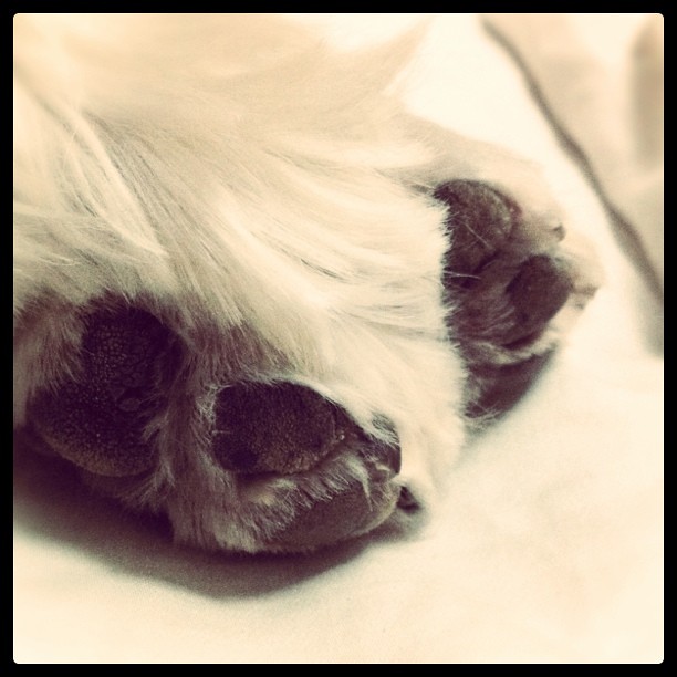 Doggie toes
