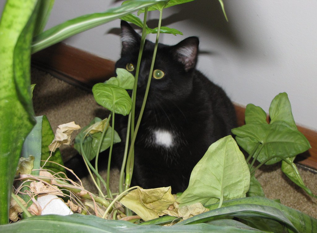 Kitten > Green Eyes And Green Leaves