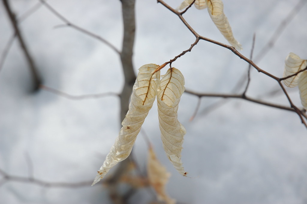 Dry, Curled Beech Leaves
