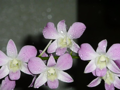 Raindrops In My Garden At Night - #44 | by ighosts