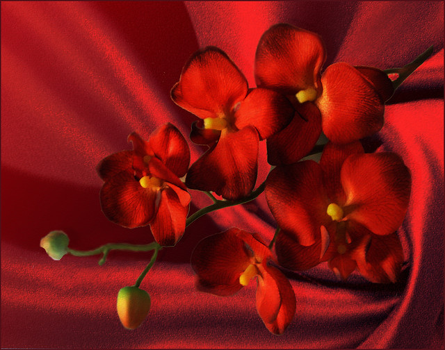 ♣red flower for  lovers♣