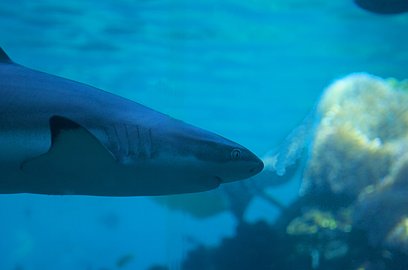 Shark, Seaworld Aquarium, Gold Coast