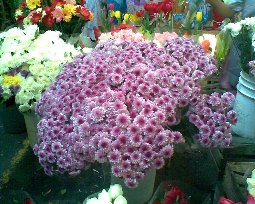 flowers and colors | Mexico City, flower´s market | Luis saltimpanki ...