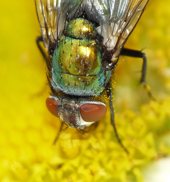 Green Fly Feeding On Flower super macro taken with a Panasonic FZ28 / Raynox DCR-150