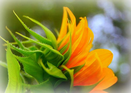 a kiss of sunshine | by MsMimiSmeeks