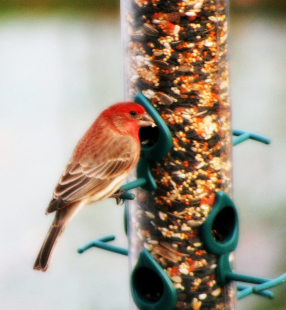 Male House Finch Feeding by mightyquinninwky