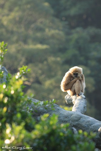 Feeling Lonely | by Alex Cheng Loew