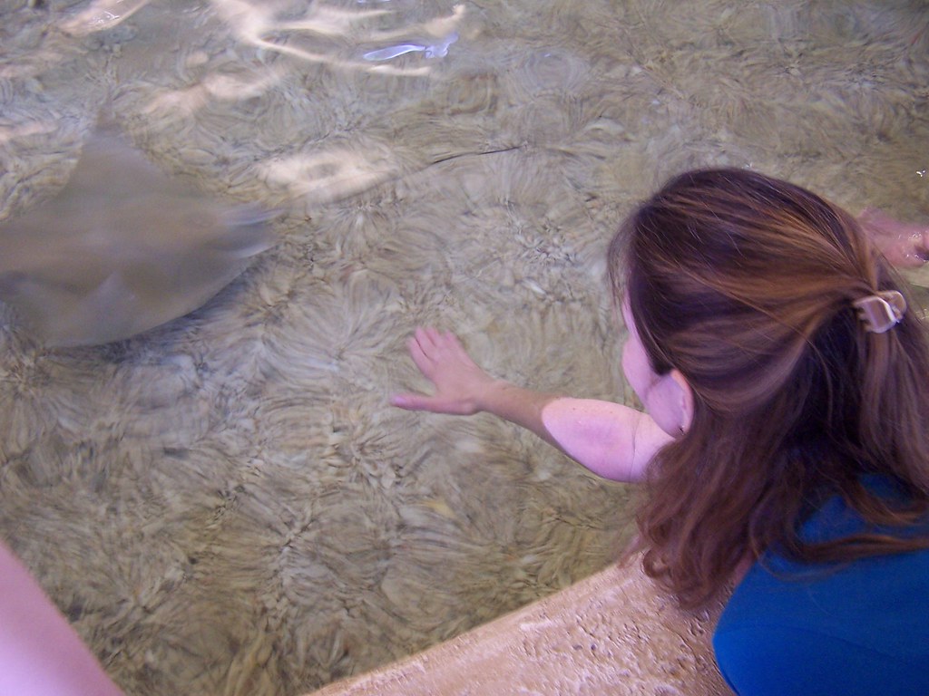 Sting Ray Bay | Sting Ray Bay at the St Louis Zoo. | alleyrcreations | Flickr