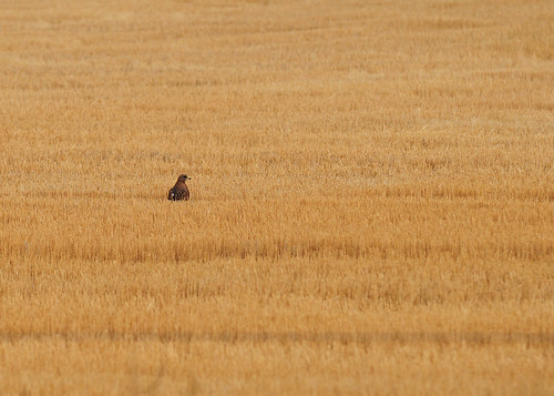 Red Tailed Hawk in wheat field by D_C_D
