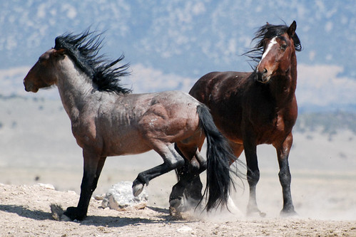 Wild horse | by Darwin B