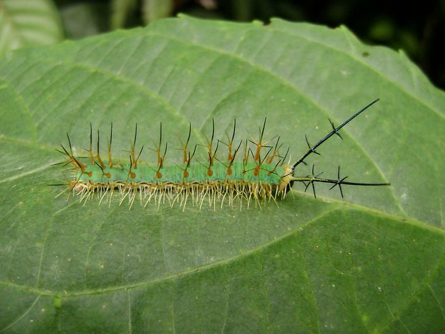 Catonephele numilia (?) (Caterpillar)