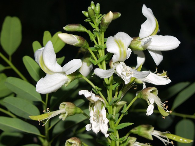 Falsa canela arroyera /Arroyo Sweetwood (Myrospermum sousanum)