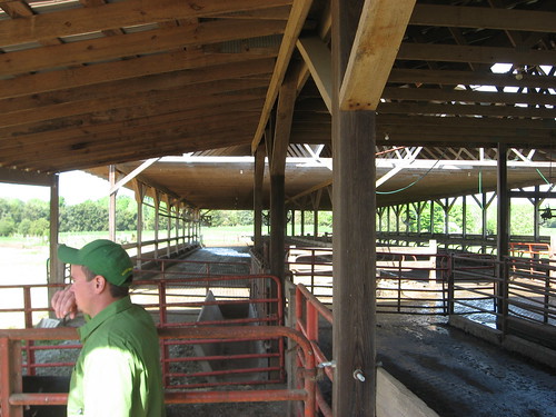 northcarolina organic dairy dairyfarm teague farmtour teaguefarmvisit reedyforkorganicdairyfarm