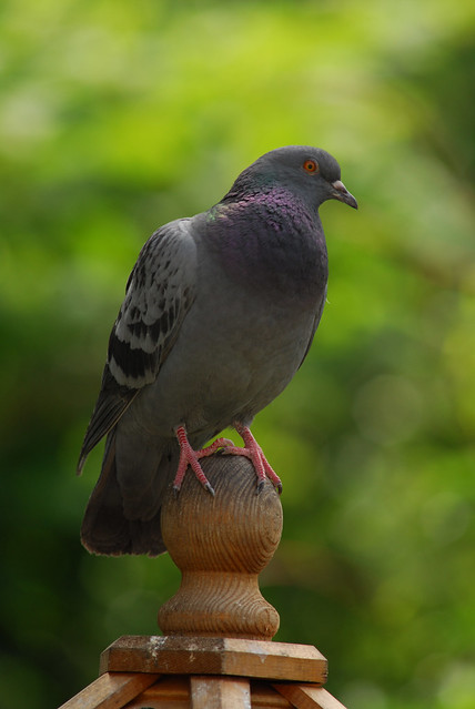 pigeon semaphore