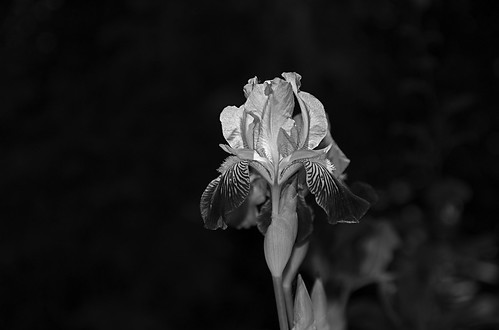 Backlit iris in B&W by nataraj_hauser / eyeDance