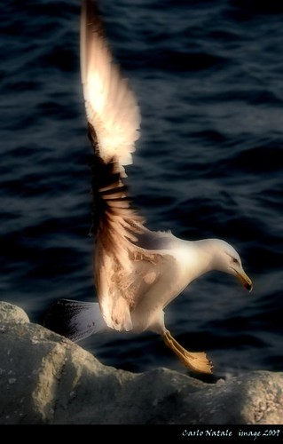 Seagull by cienne45