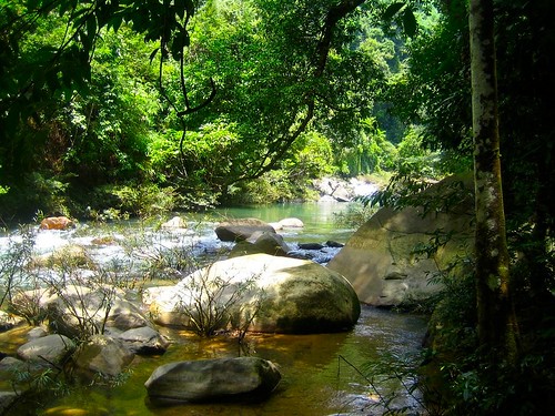 park trees green water digital canon river thailand stream groen beek stones ixus national jungle 40 khao sok stenen rivier stroom nationaal