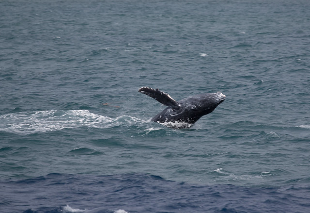 more of the jumping baby whale-5