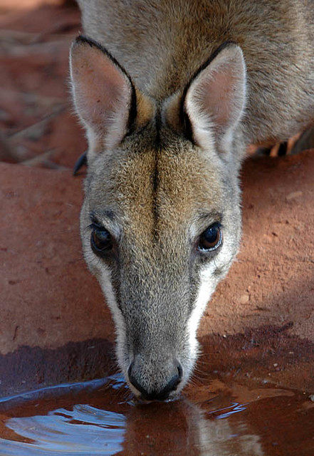 An agile wallaby drinking from a waterhole at the Broome Bird Observatory, Broome, Western Australia, Australia. 13-07-2007.