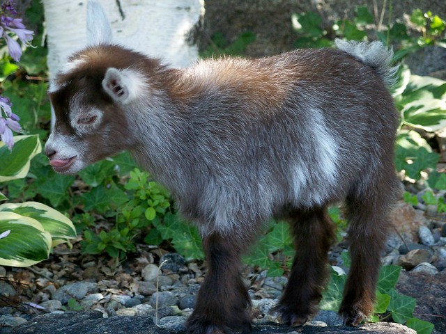 Pygmy Goat Kid.   www.TheBigWRanch.com