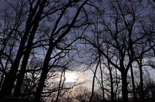 trees sky storm rain silhouette clouds dark mortonarboretum darkening eastwoods outgoesthesun