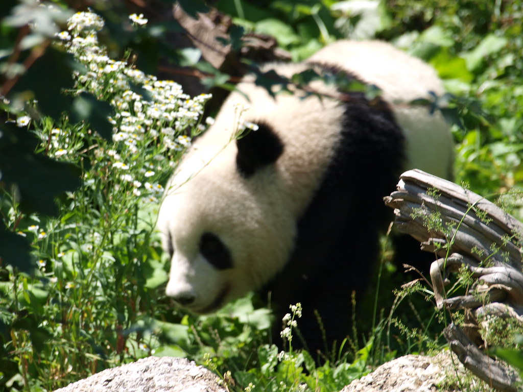 Vienna Zoo Austria Pandas Nigel Swales Flickr