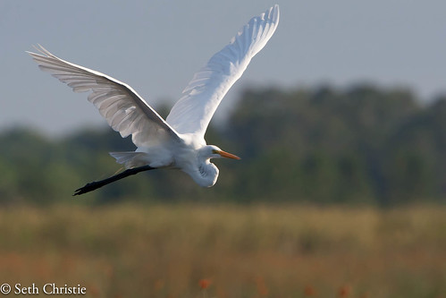 park bird birds flying orlando florida sigma os wetlands egret whiteegret orlandowetlandspark 120300
