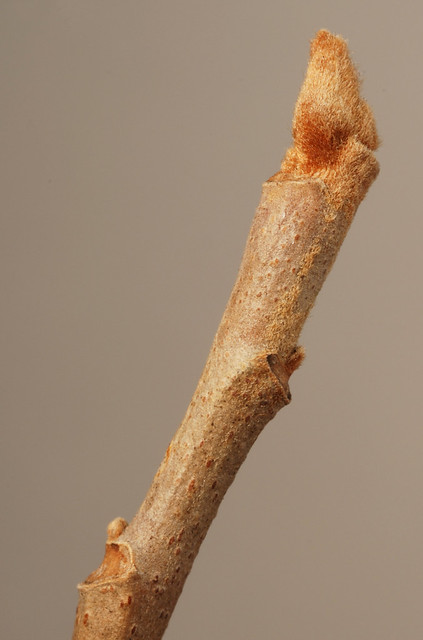 end buds subtended by leaf scar and withered stem tip