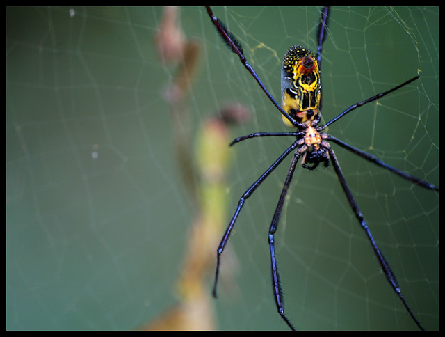 Golden Orb Spider (W11)