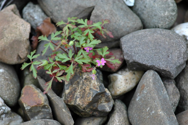 Geranium purpureum (Little Robin / Klein robertskruid) 2442
