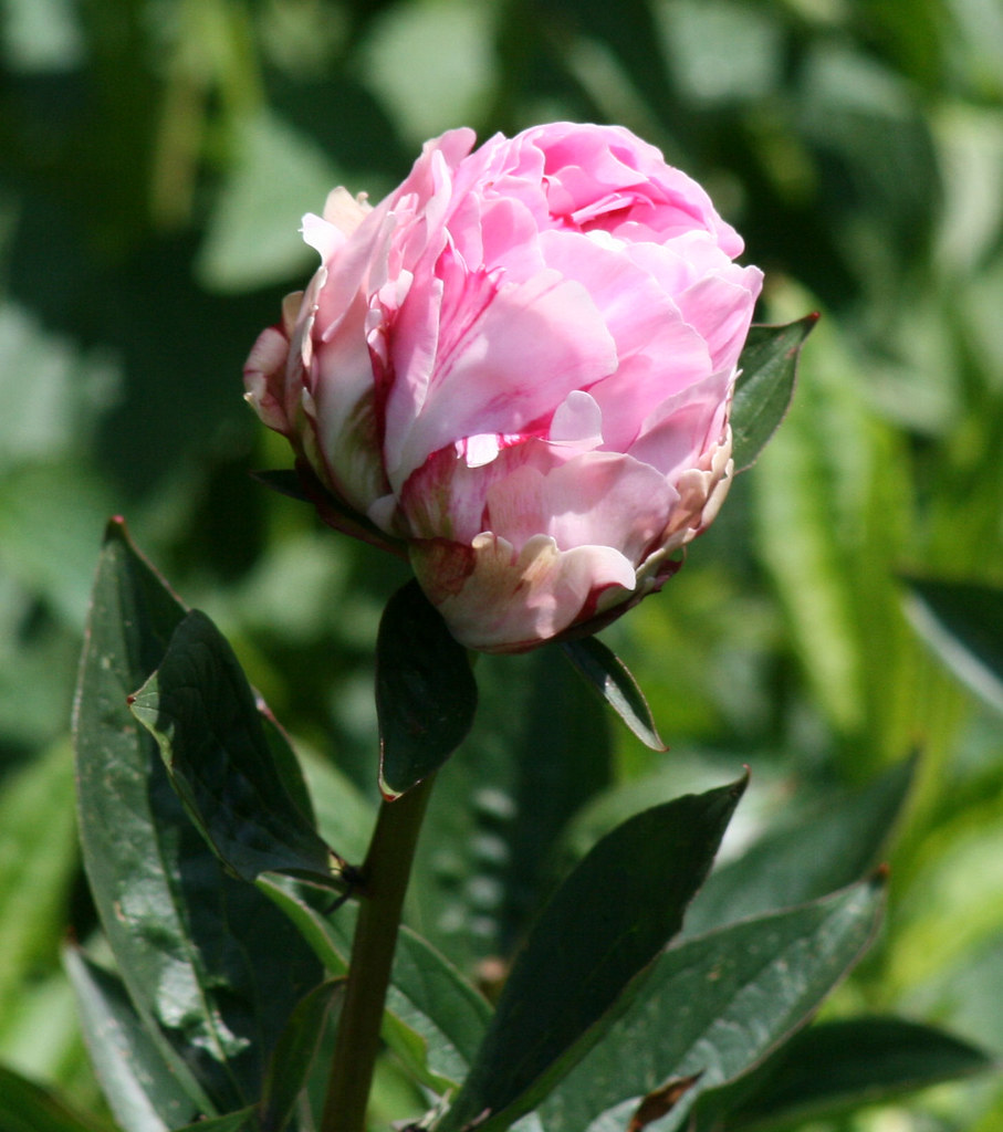 Pink rose bud 2 | Pink rose bud 2 | Ruth Hallam | Flickr