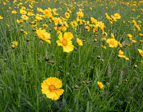 flowers summer plant flower june us unitedstates michigan lansing tickseed coreopsissp fennernaturecenter