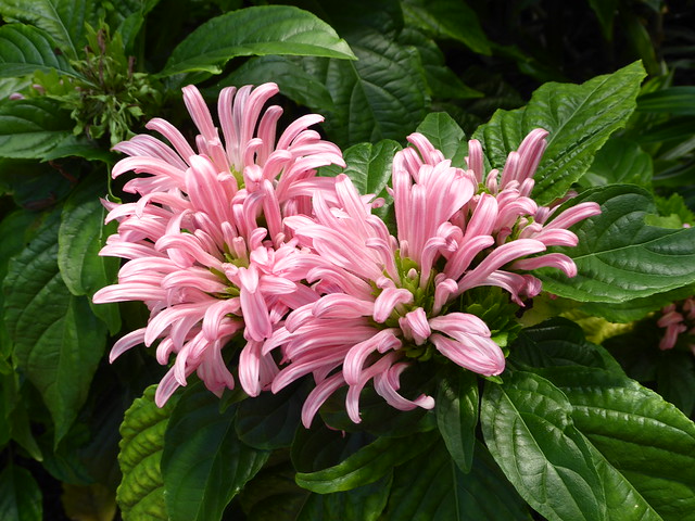 Chicago, Lincoln Park Conservatory, Brazilian Plume Flowers or Flamingo Flowers (Justicia carnea)