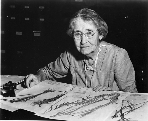 Mary Agnes Chase (1869-1963), sitting at desk with specimens