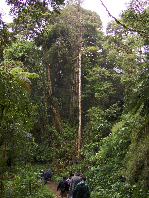 Monteverde Costa Rica Cloud Forest