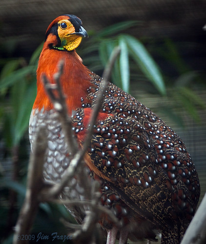 Grayed-bellied Tragopan by Jim Frazee
