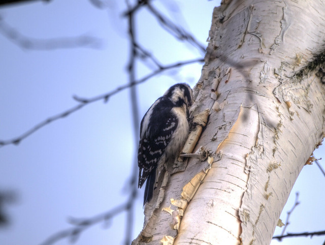 Small Little Woodpecker in Caledon, Ontario #3