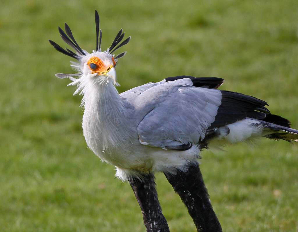 Secretary Bird | Not a great photograph, but it's probably t… | Flickr