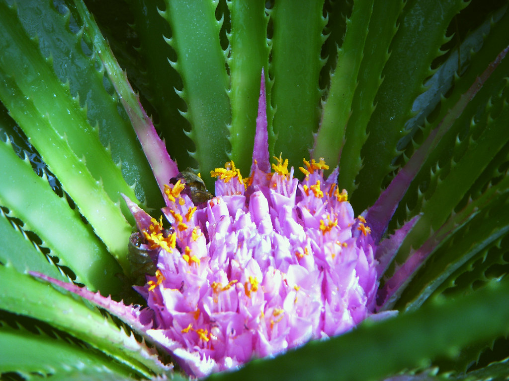 Flor de Aloe Vera | casaaa | 'genetic PEACE ! ףọﾟ | Flickr