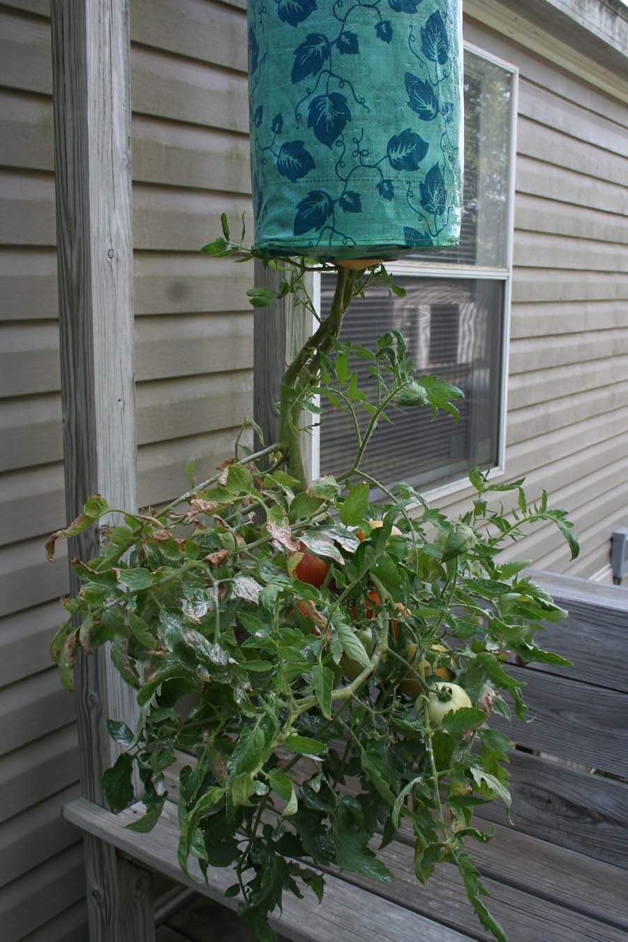 Hängende Tomatenpflanze