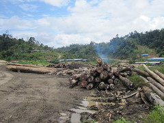 Batang Rejang River  51 - Massive logging