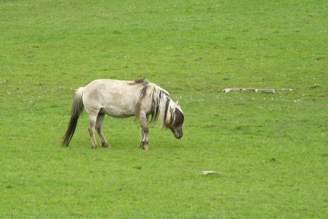 Konik / Polish primitive horse