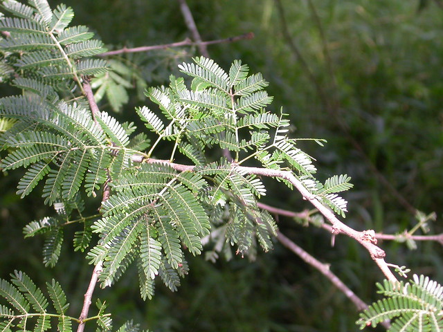 Acacia gerrardii Benth. (FABACEAE)