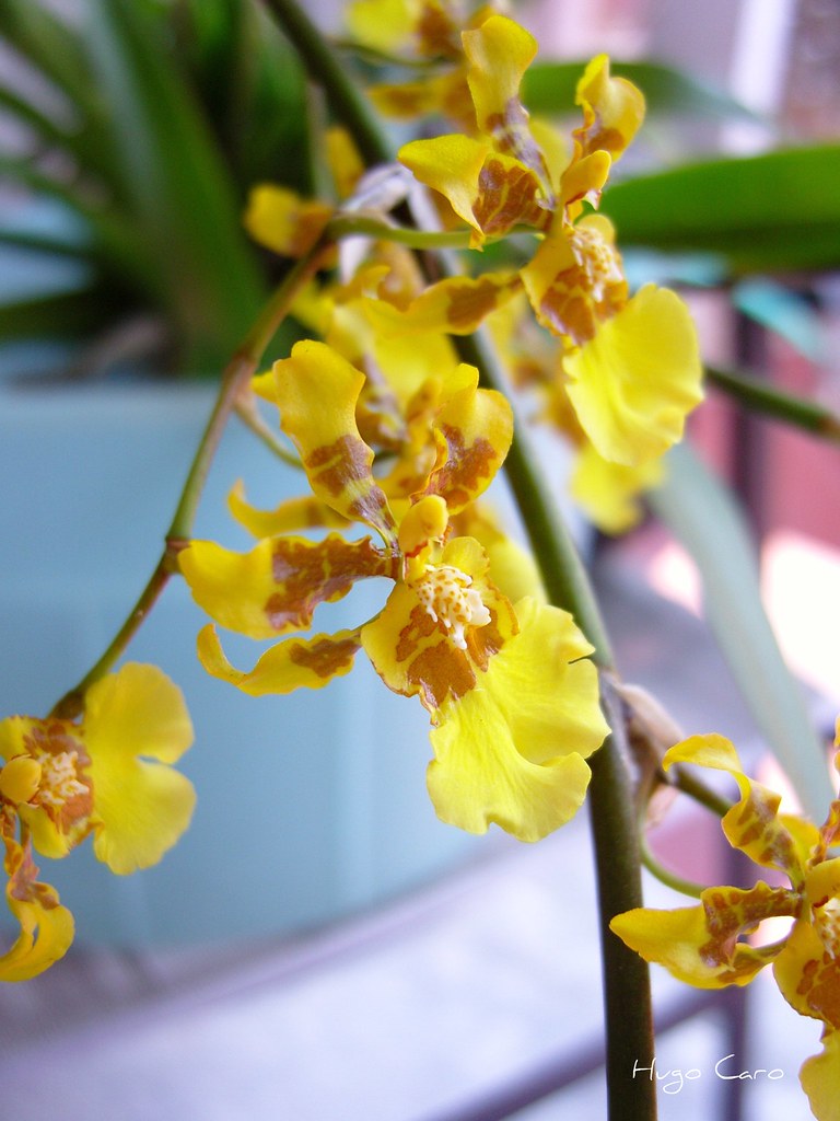 Orquídea Oncidium sphacelatum Lindl. | La famosisima flor de… | Flickr