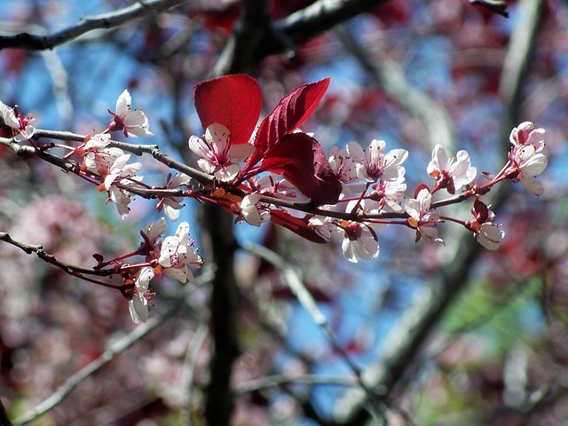 Tree Blossoms.