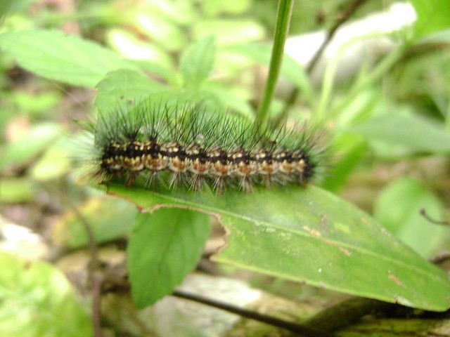 Unidentified caterpillar (5)